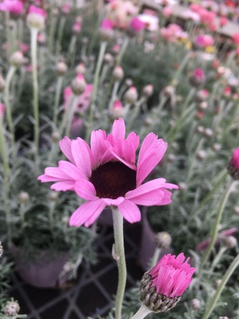 A8DE0C3C-5B6F-4EE1-B9C8-A539F804CB4A