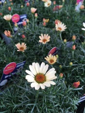 4C2AC228-DA8B-40C4-BBFD-BF3C4D7C9C4B