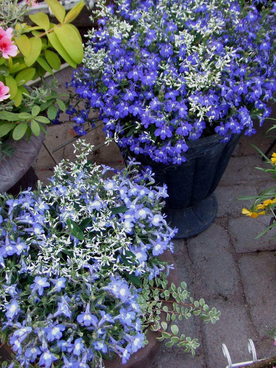 母の日カウントダウン ｆｌｏｗｅｒ ｓｈｏｐ ｌｏｂｅｌｉａ ロベリア