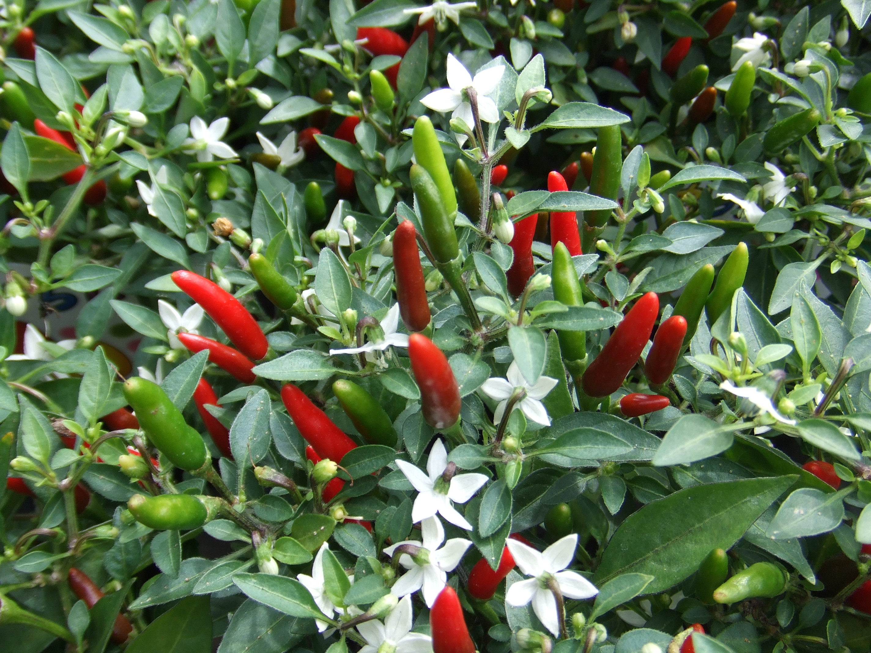 観賞用ですっ ｆｌｏｗｅｒ ｓｈｏｐ ｌｏｂｅｌｉａ ロベリア