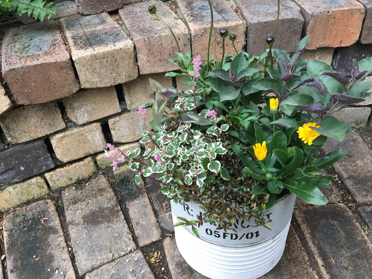 寄せ植え教室の作品見本 ｆｌｏｗｅｒ ｓｈｏｐ ｌｏｂｅｌｉａ ロベリア