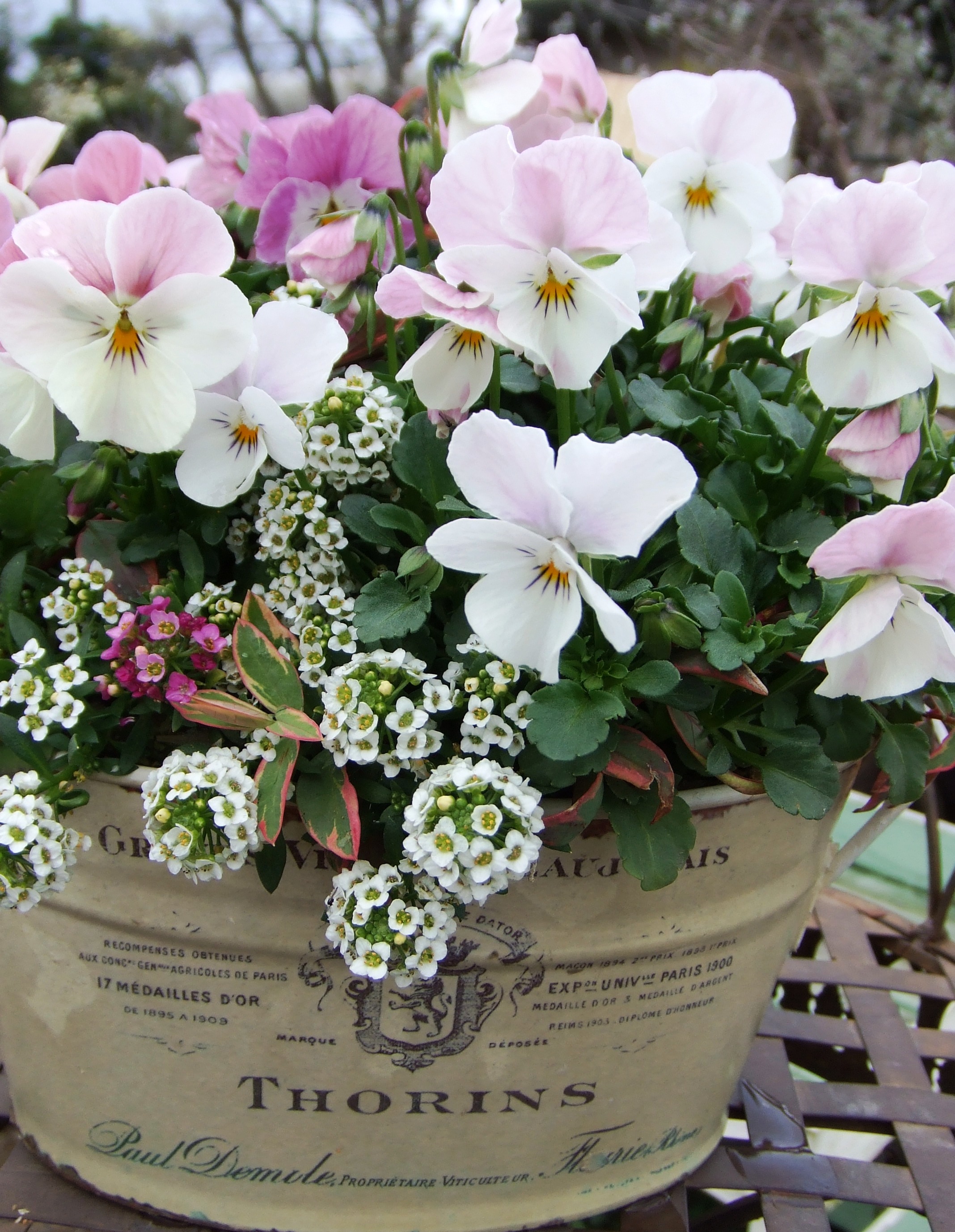 とってもキレイに咲いていますっ ｆｌｏｗｅｒ ｓｈｏｐ ｌｏｂｅｌｉａ ロベリア