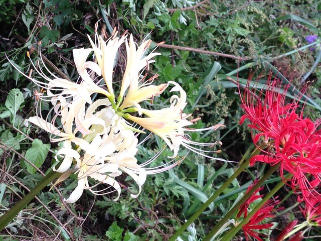 彼岸花の北限 F S Studio エフズスタジオ