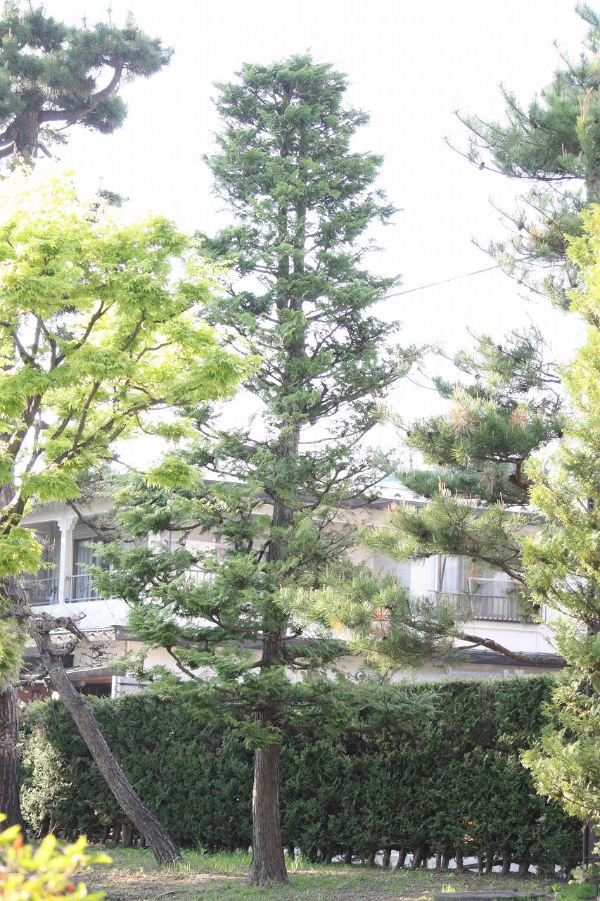 サワラ剪定始まる 弘前市藤田記念庭園