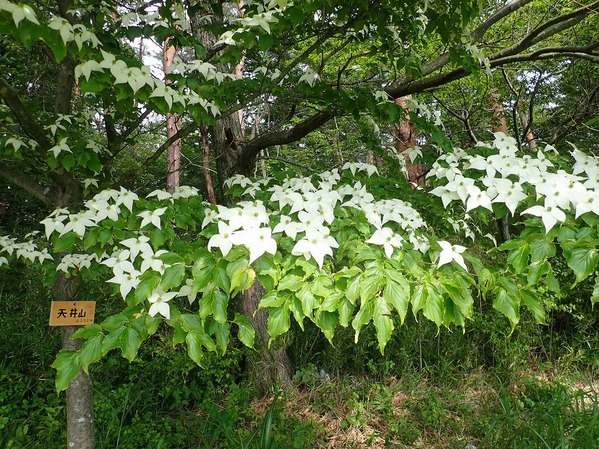 P6110181
