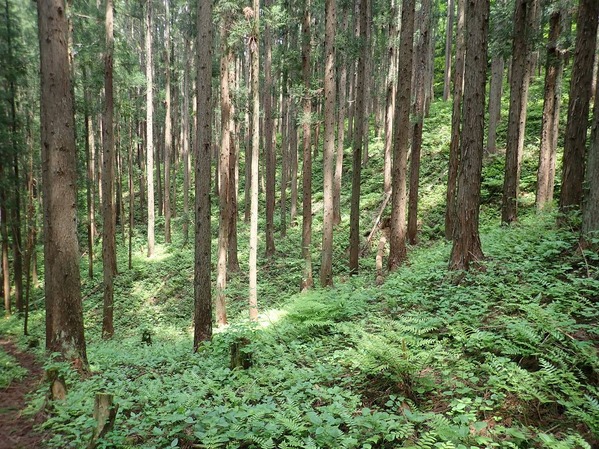 P5200074