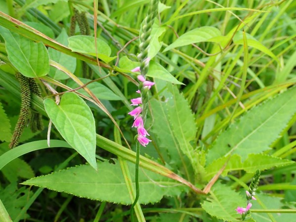 P7240148