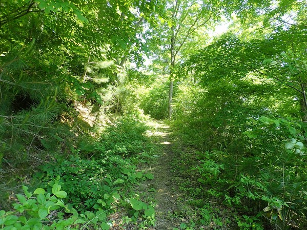 P5250004