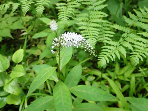 P7240094