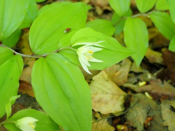P6020030