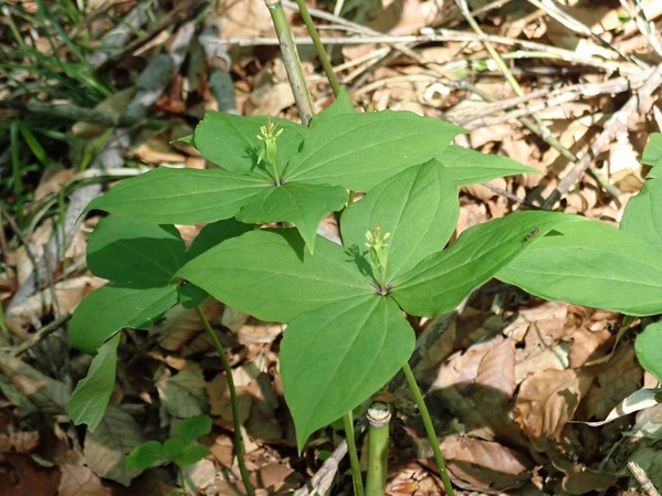 P6020007