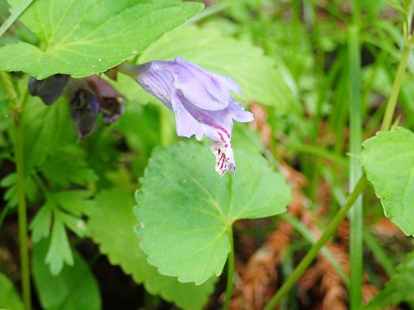 P5200024