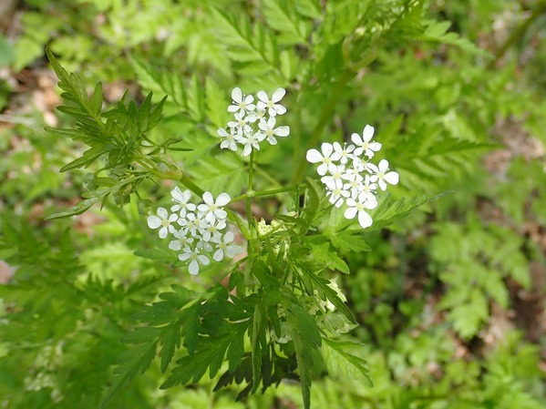 P5060121