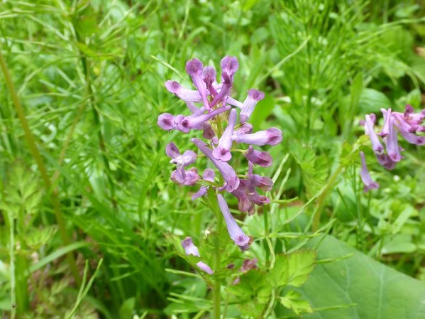 P1230042