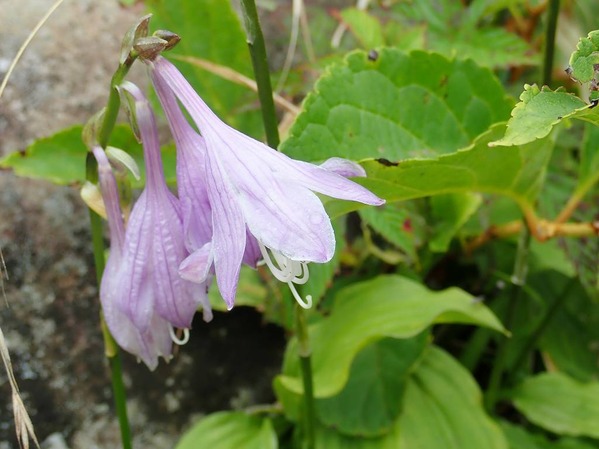 P9050062