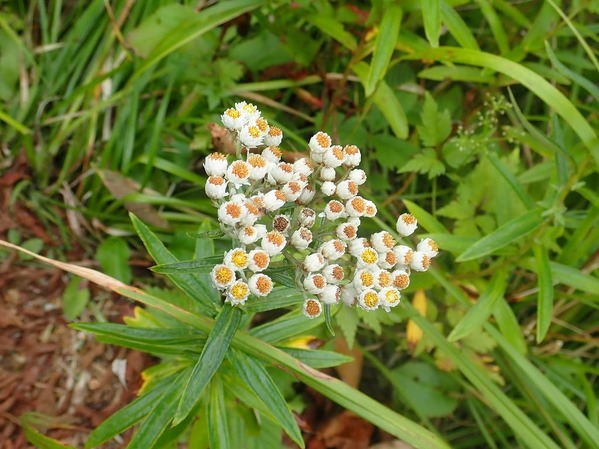 P9090068