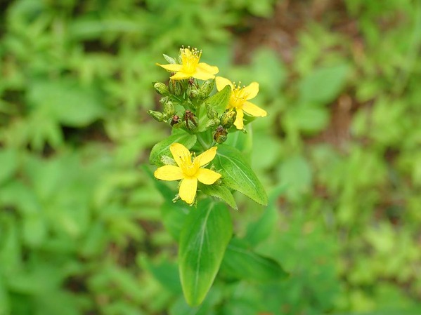 P7240058