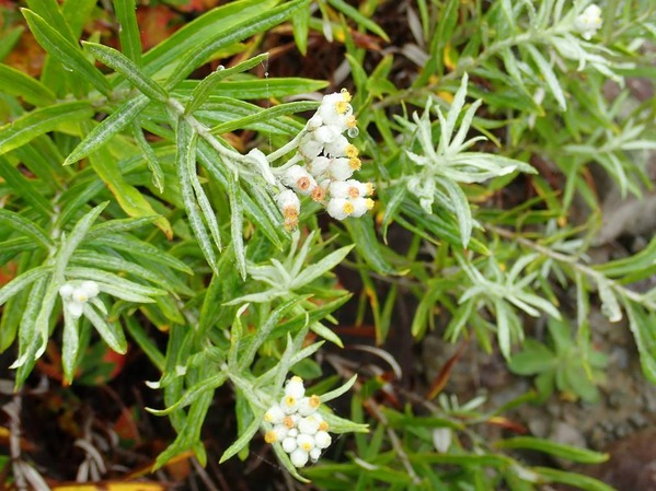 P9050080