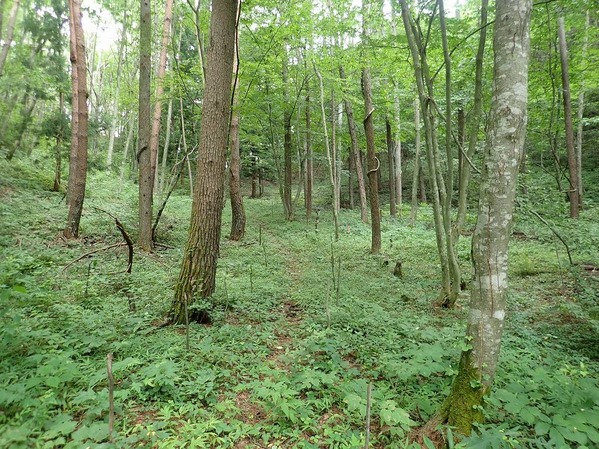 P7240096