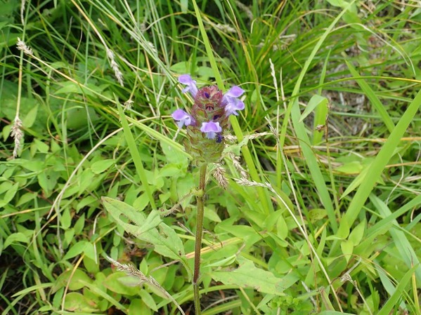 P7240150