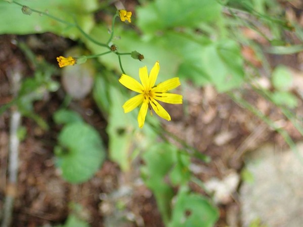 P7210019