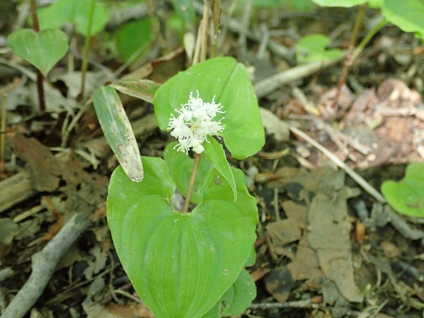 P6020027