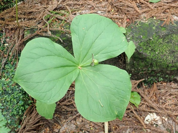 P5200026
