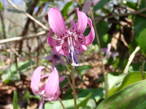 0406yahiko_ (25)