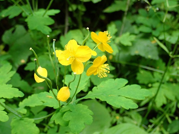 P6080154