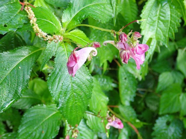 P8290005