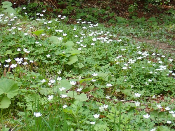 P5060080