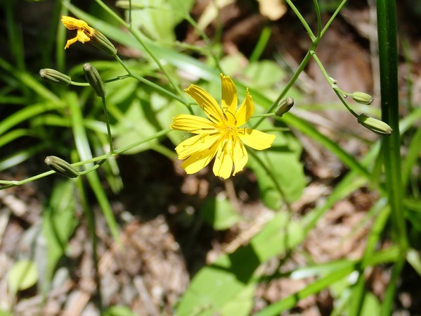 P5250109