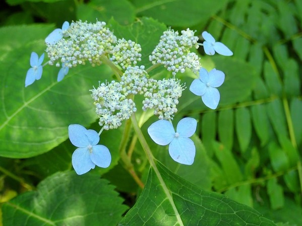 P7170043
