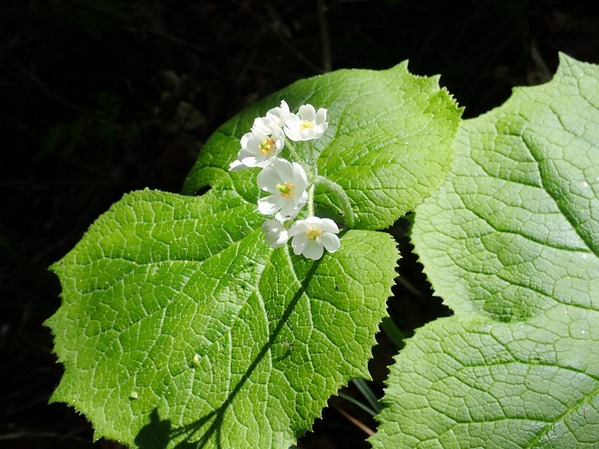 P6020013