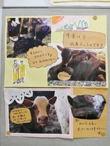 ジャージーの赤ちゃん