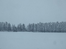 一面の雪景色です。