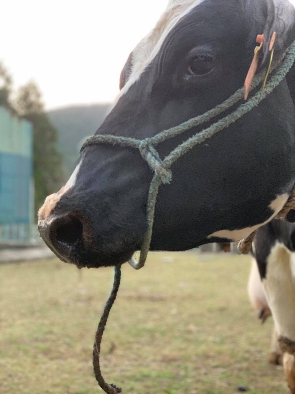 明日は牛さんと一緒に写真を撮ろう 愛しの牛乳パック