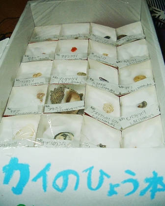 夏休みの宿題応援企画 牛乳パックでつくる標本箱 愛しの牛乳パック