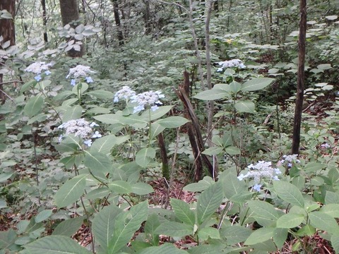 P7240018