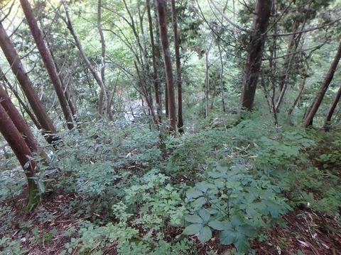 P7240057