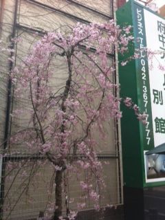 桜