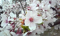 嵐山の桜