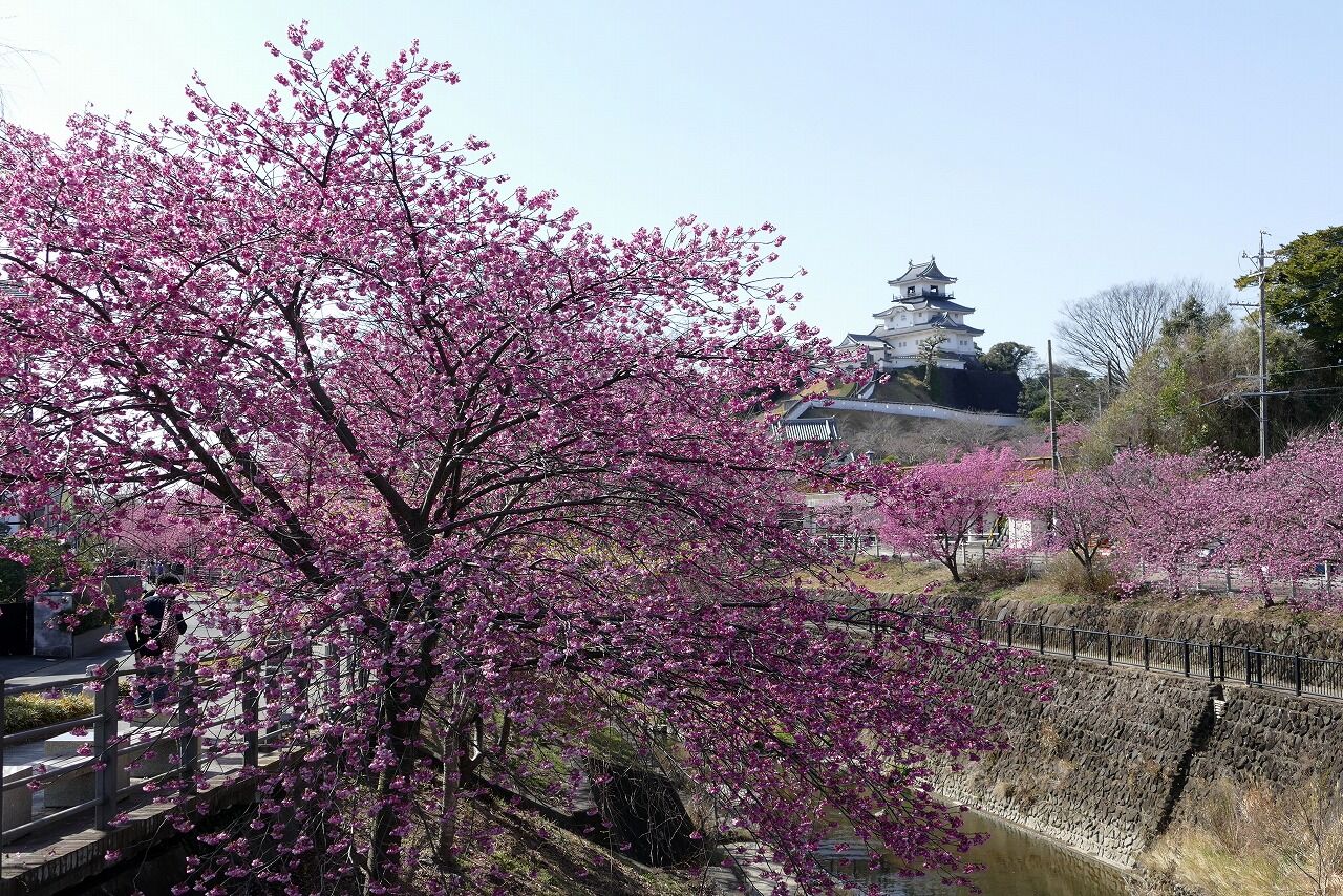 ぽかぽか陽気に誘われて 見頃を迎えた掛川桜を鑑賞 掛川市 フーちゃんのカメラウオッチング