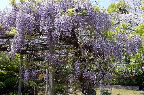 下がるほど 人が見上げる 藤の花 袋井市 フーちゃんのカメラウオッチング