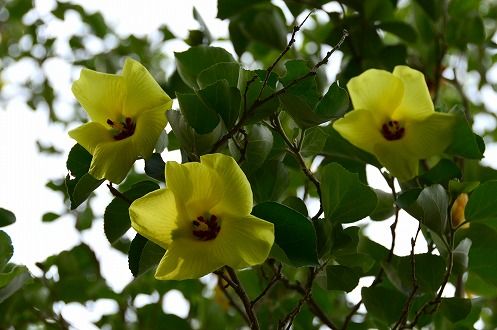 磐田市 はまぼう公園のハマボウの花 フーちゃんのカメラウオッチング