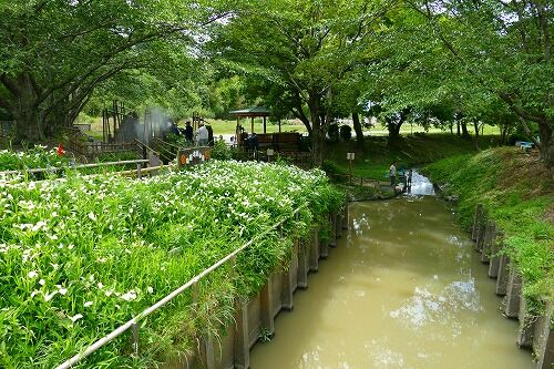 見頃を迎えた半夏生 ハンゲショウ 磐田市 フーちゃんのカメラウオッチング