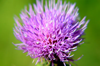 野に咲くアザミの花 フーちゃんのカメラウオッチング