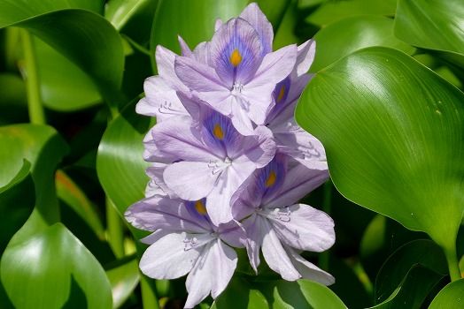 ホテイアオイの花が咲いた フーちゃんのカメラウオッチング