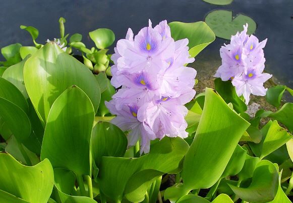 ゆれる心 ホテイアオイの花 袋井市 フーちゃんのカメラウオッチング