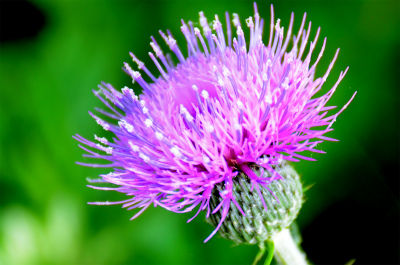 野に咲くアザミの花 フーちゃんのカメラウオッチング